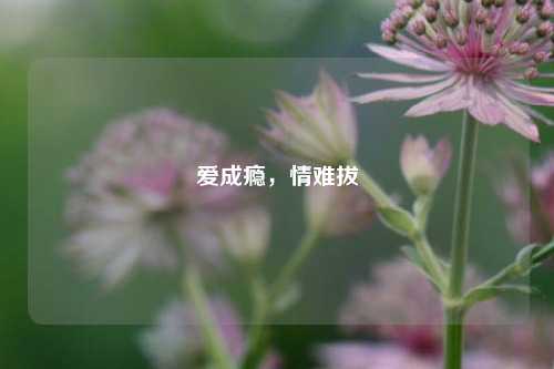 爱成瘾，情难拔